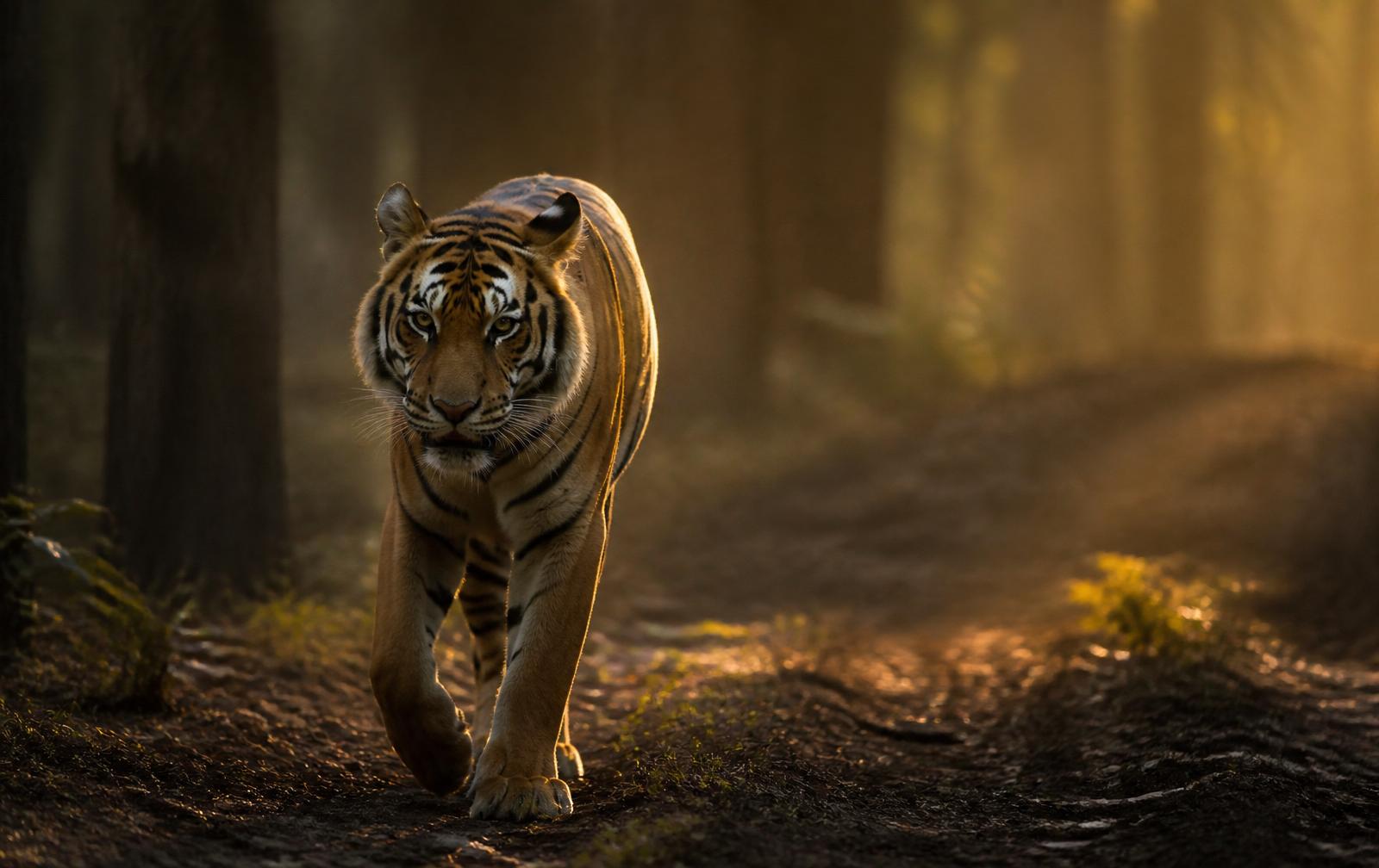 Wildlife